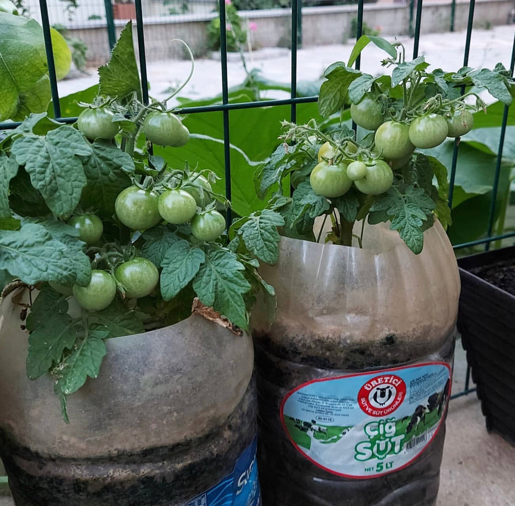 Red Robin Tomato Seeds
