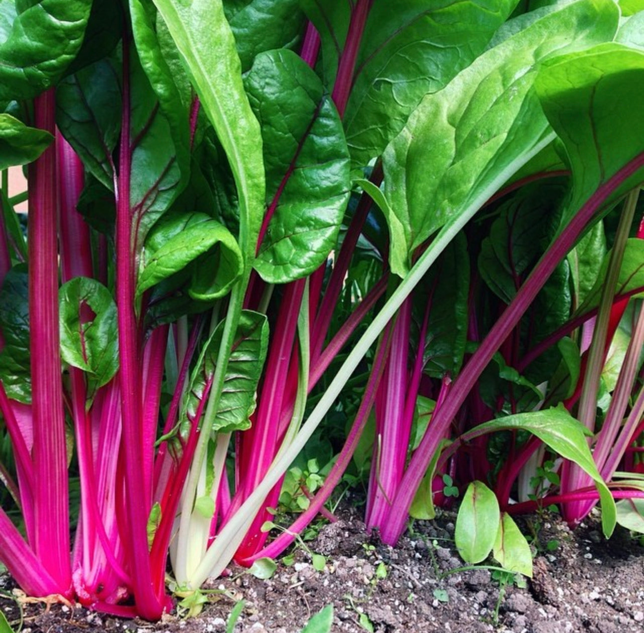 Pink Lipstick Swiss Chard Seeds