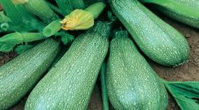 Zucchini Gray Summer Squash Seeds