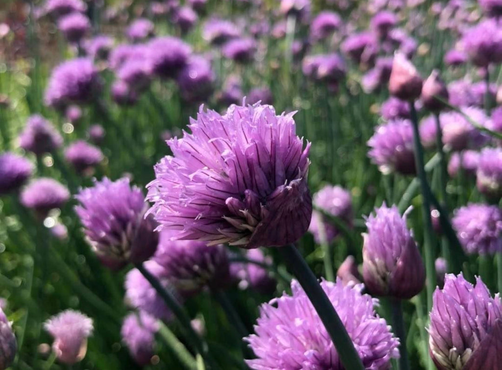 Staro Chive Seeds