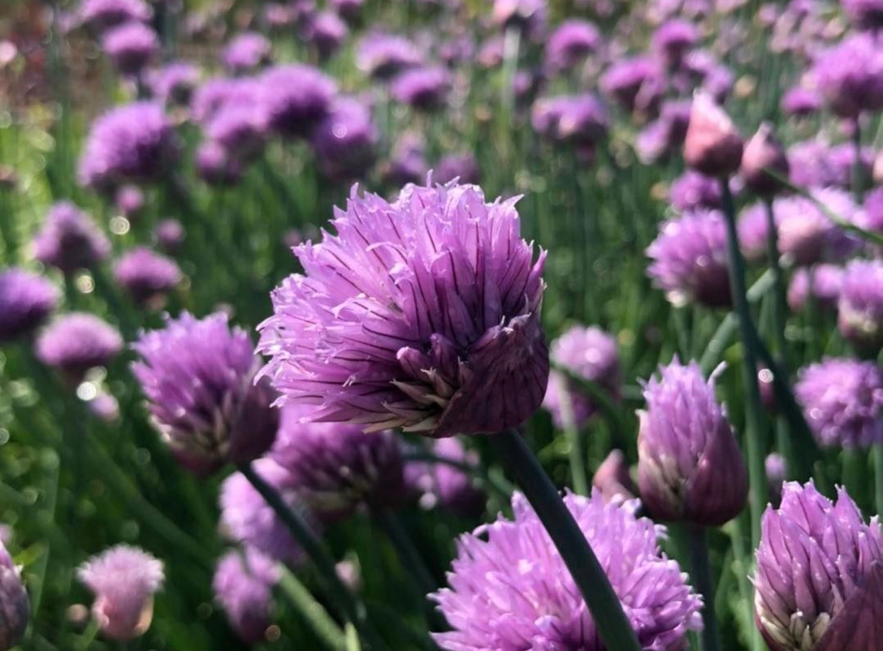 Staro Chive Seeds