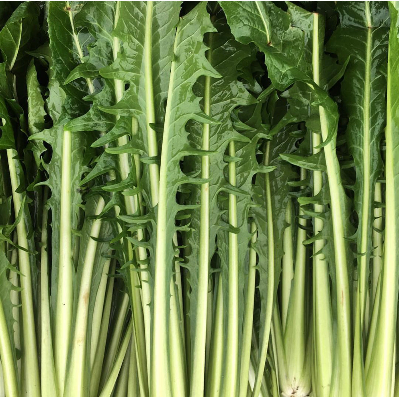 Dandelion Italian Greens Seeds