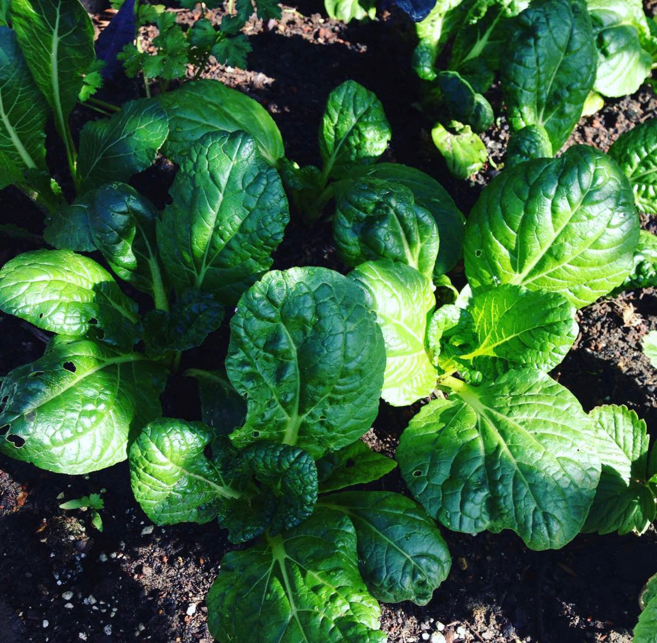 Vitaminna Chinese Cabbage Seeds