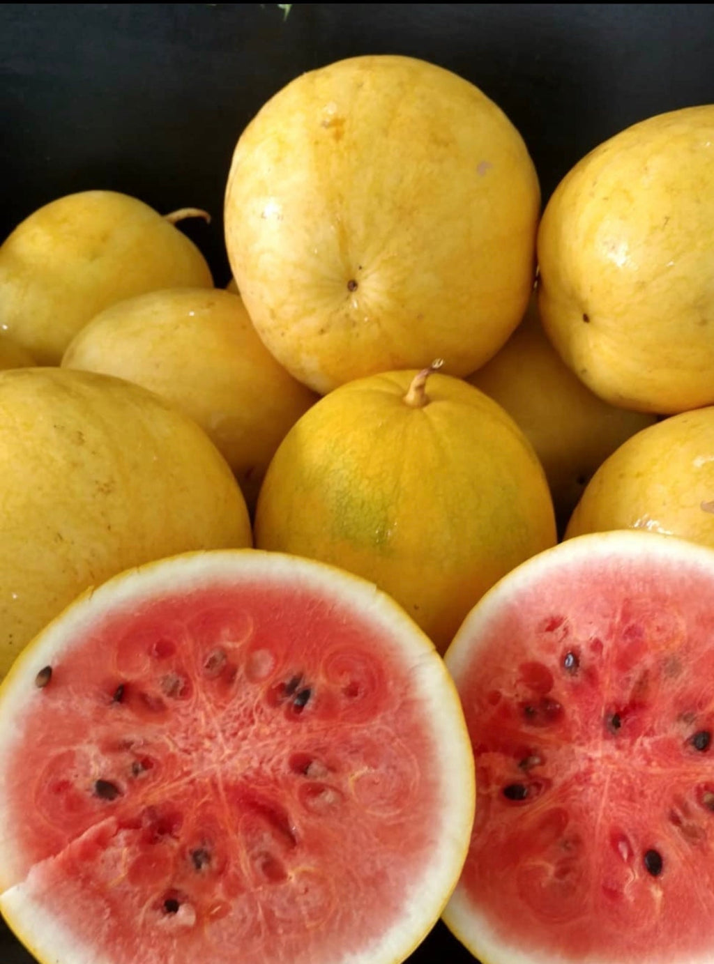 Golden Midget Heirloom Watermelon Seeds