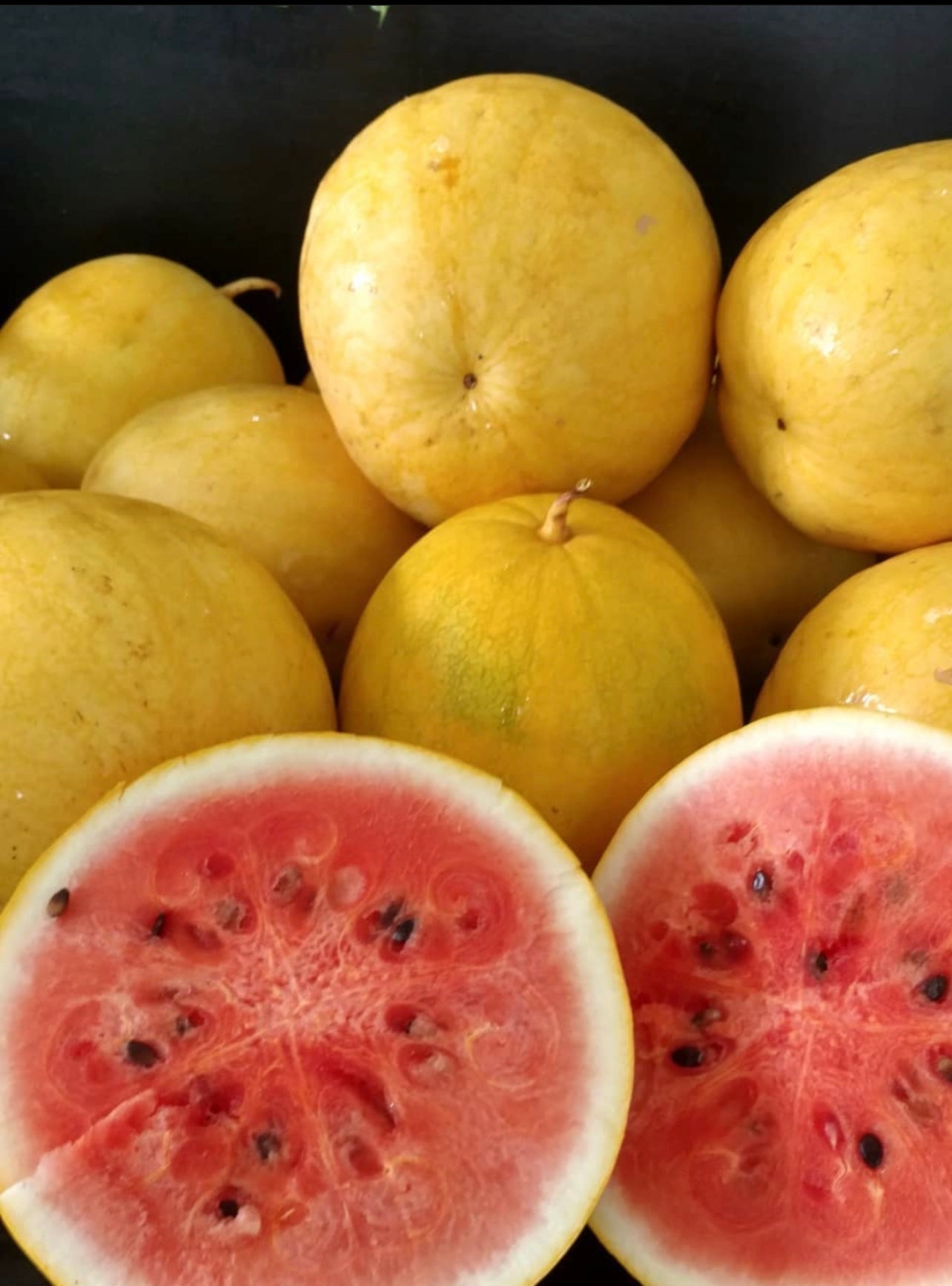 Golden Midget Heirloom Watermelon Seeds