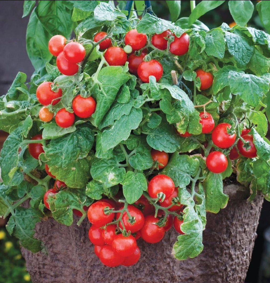 Red Robin Tomato Seeds