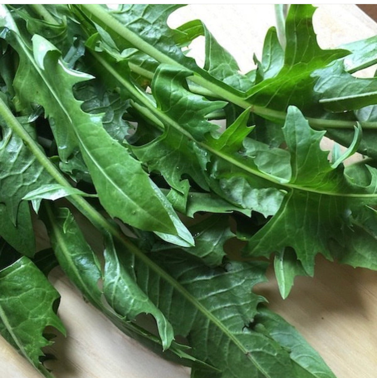 Dandelion Italian Greens Seeds