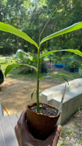 Peruvian Ginger Plug
