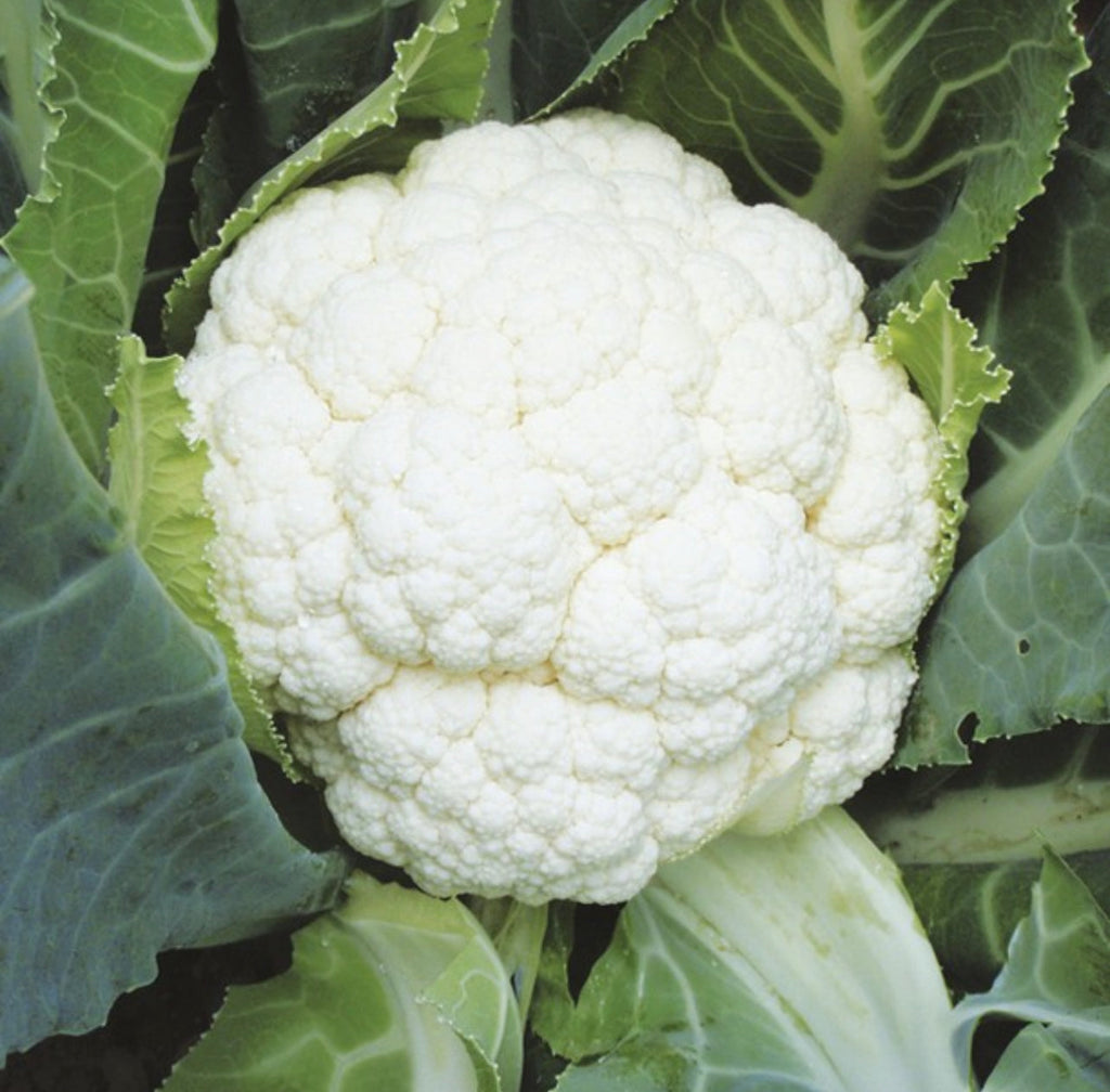 Self Blanche Cauliflower Seeds