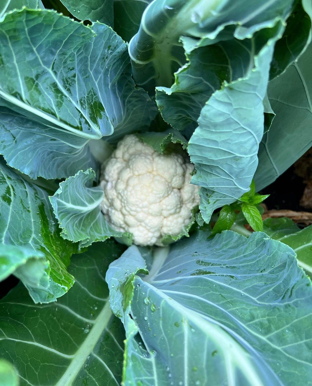 Self Blanche Cauliflower Seeds