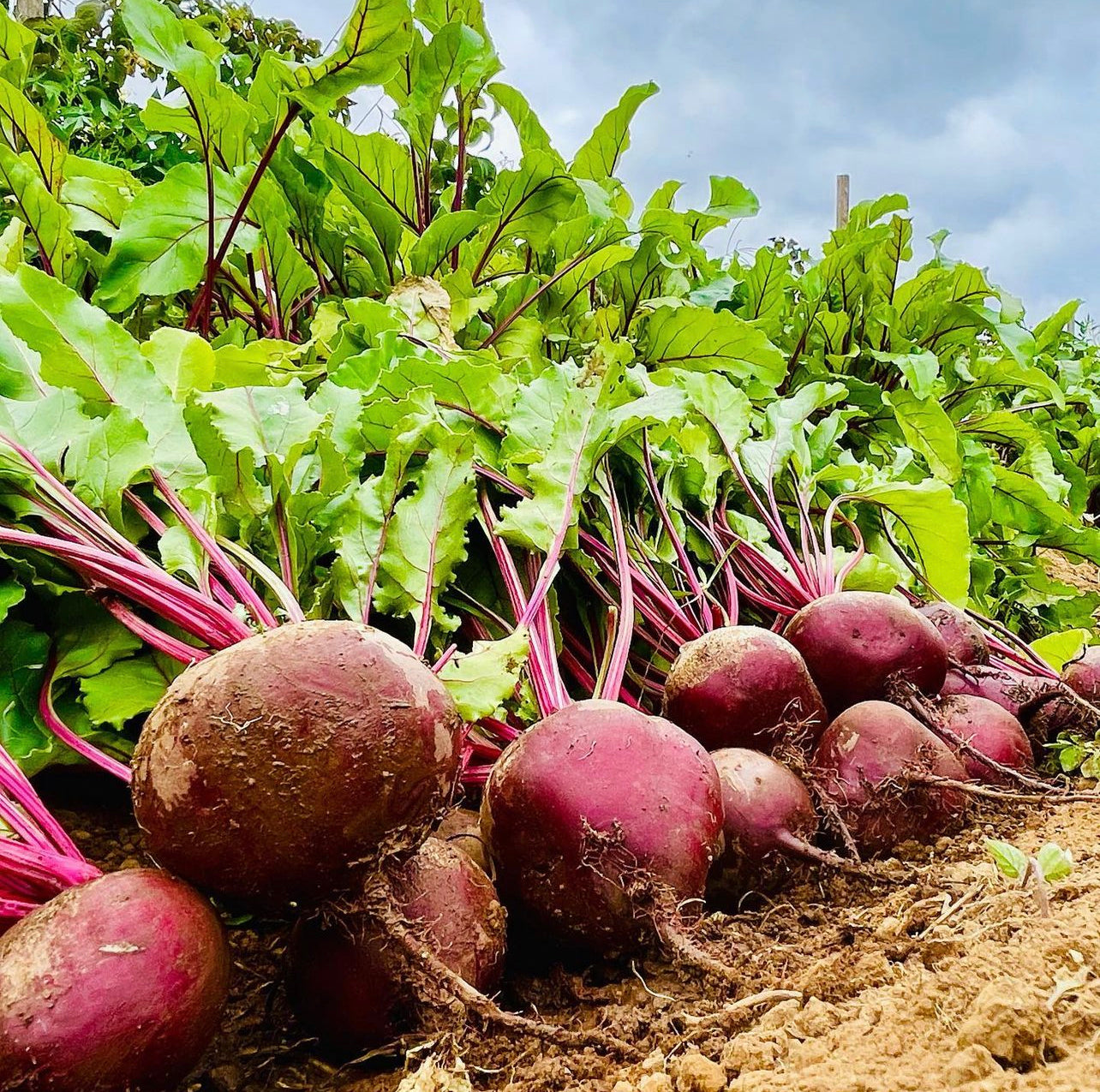Early Wonder Tall Top Beet Seeds