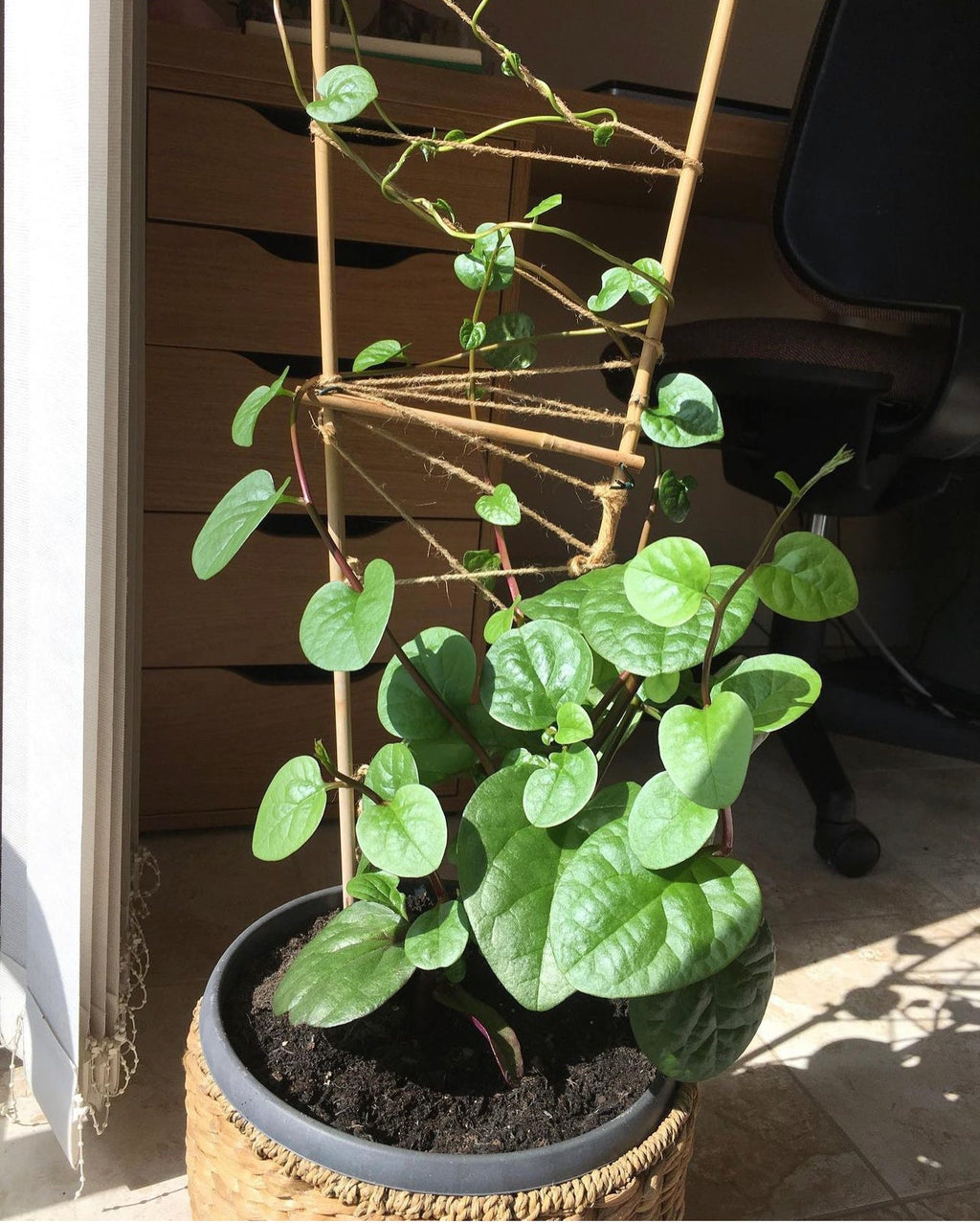 Red Malabar Spinach Seeds