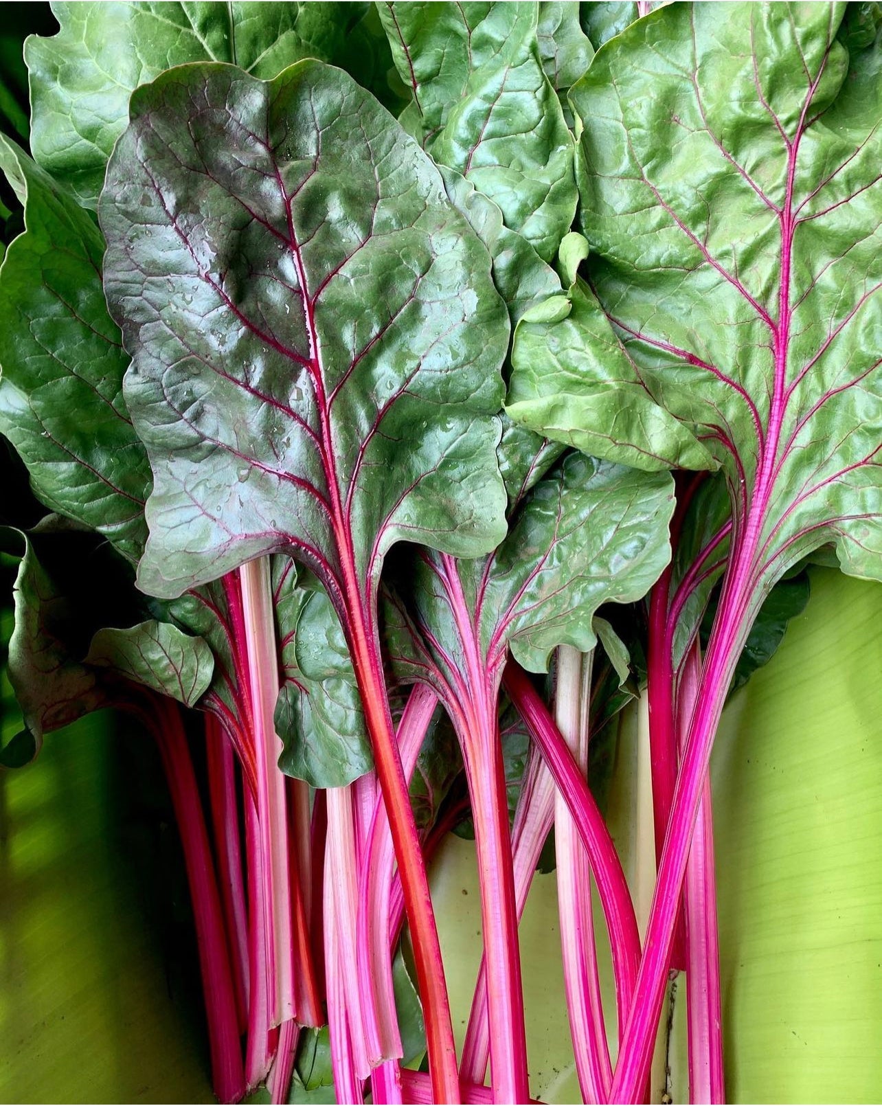 Pink Lipstick Swiss Chard Seeds
