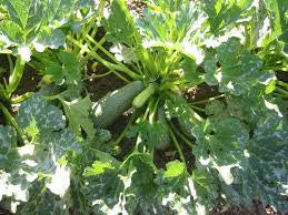 Zucchini Gray Summer Squash Seeds