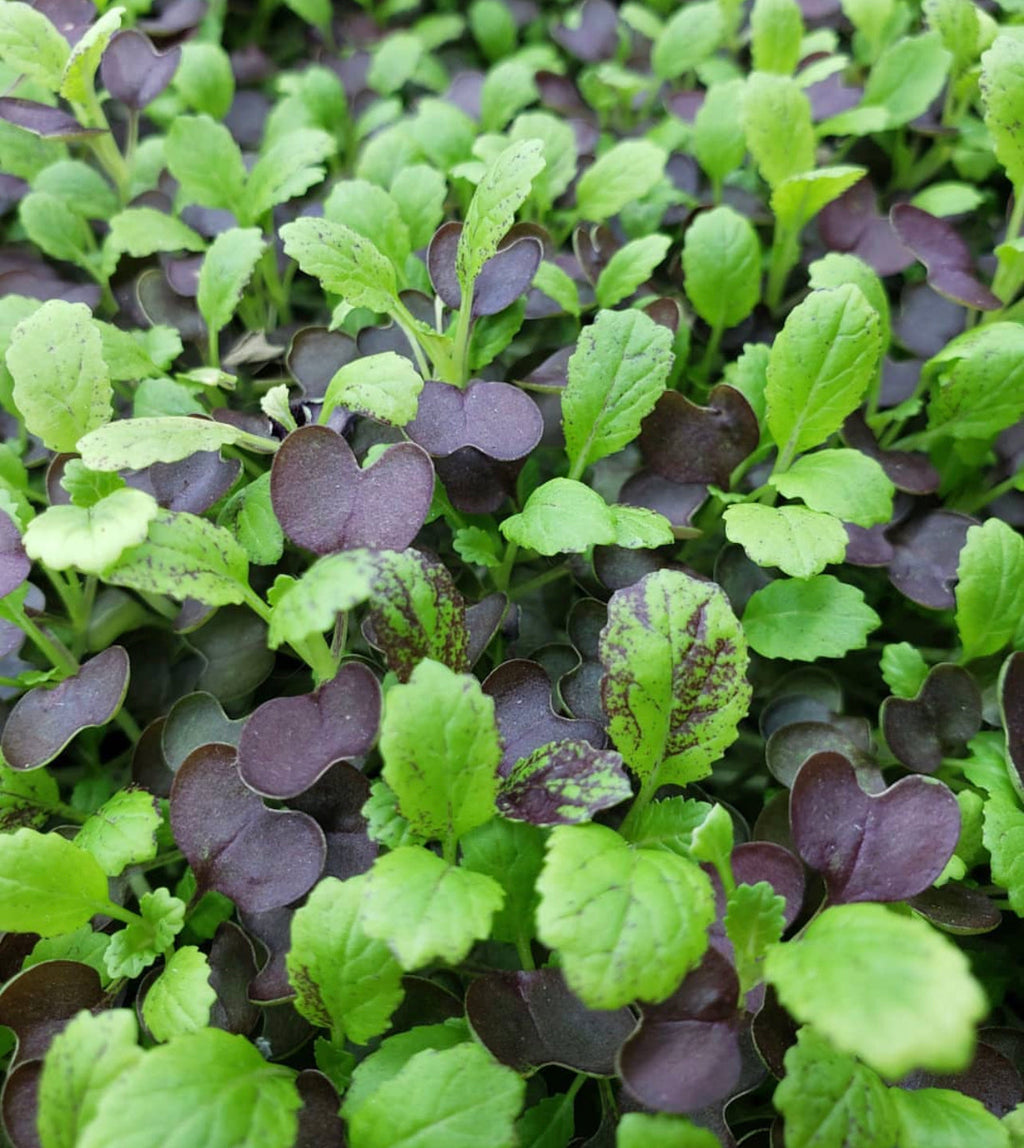 Red Garnet Mustard Seeds