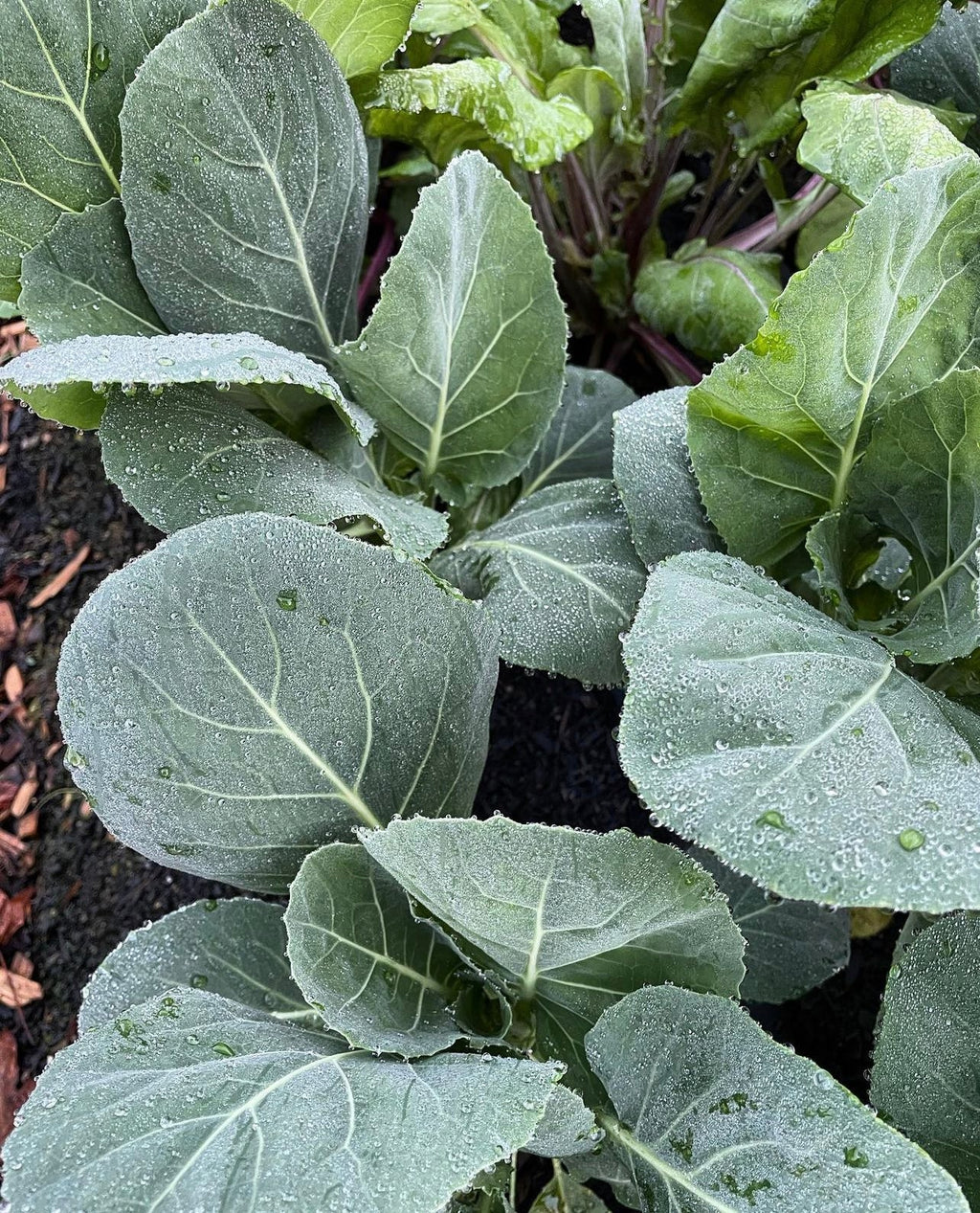 Morris Heading Collards Seeds