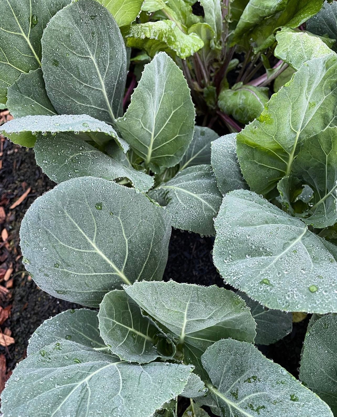 Morris Heading Collards Seeds