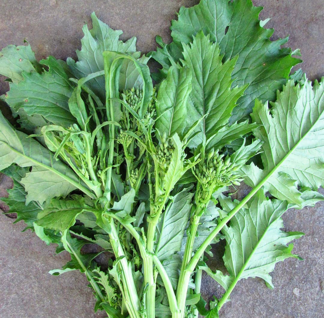 Spring Rapini Broccoli Raab Seeds