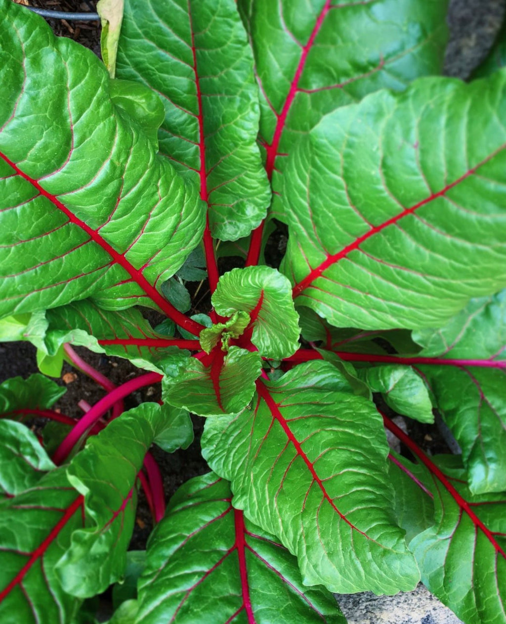 Pink Lipstick Swiss Chard Seeds