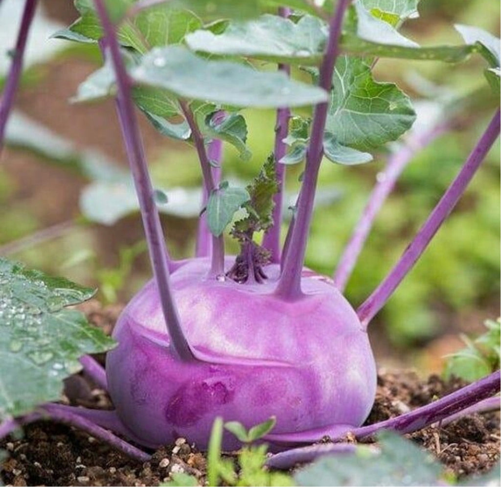 Purple Vienna Kolhrabi Seeds