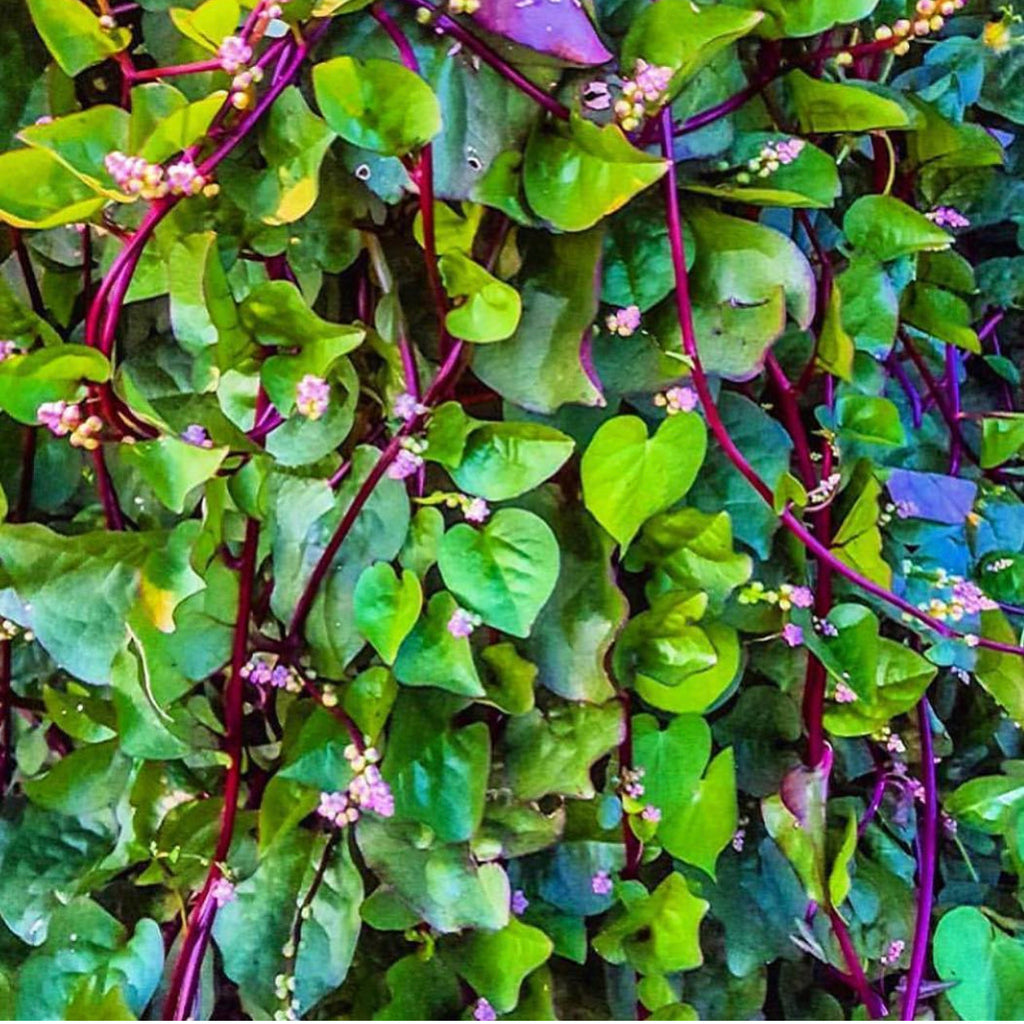 Red Malabar Spinach Seeds