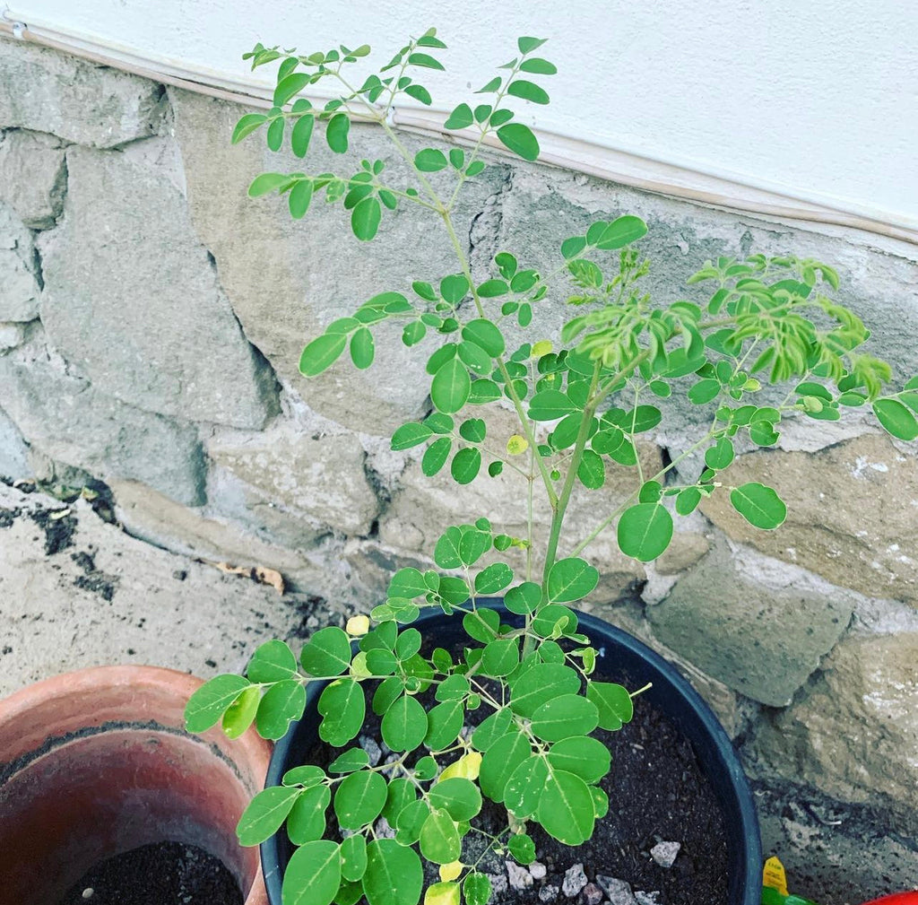 Moringa PKM 1 Seeds