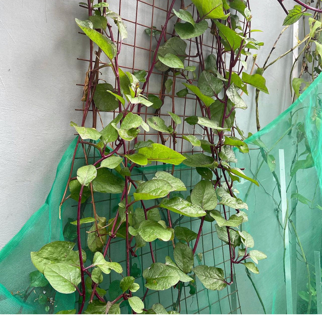 Red Malabar Spinach Live Plant