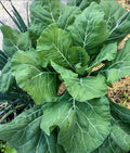 Vates Collard Seeds