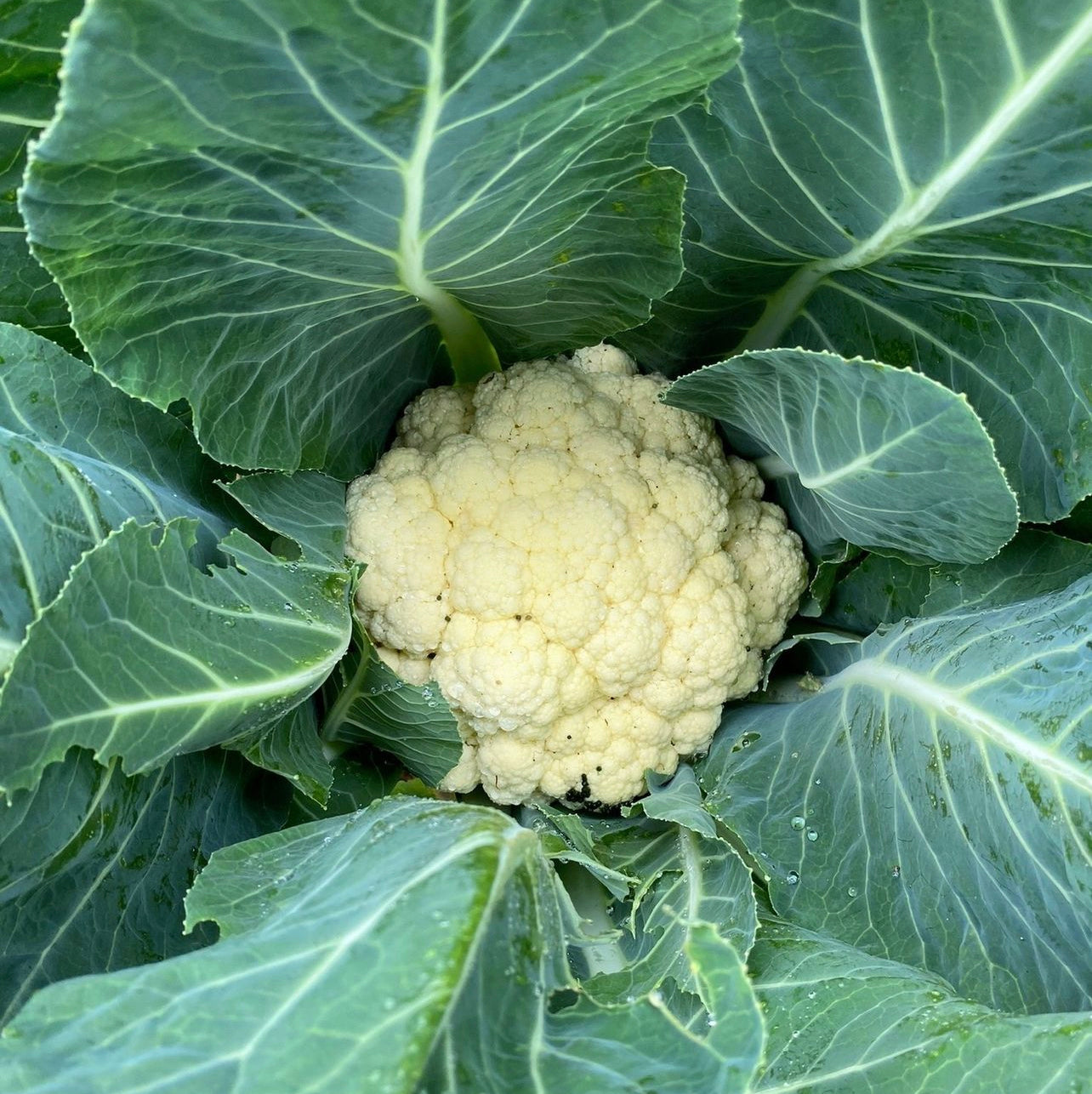 Self Blanche Cauliflower Seeds