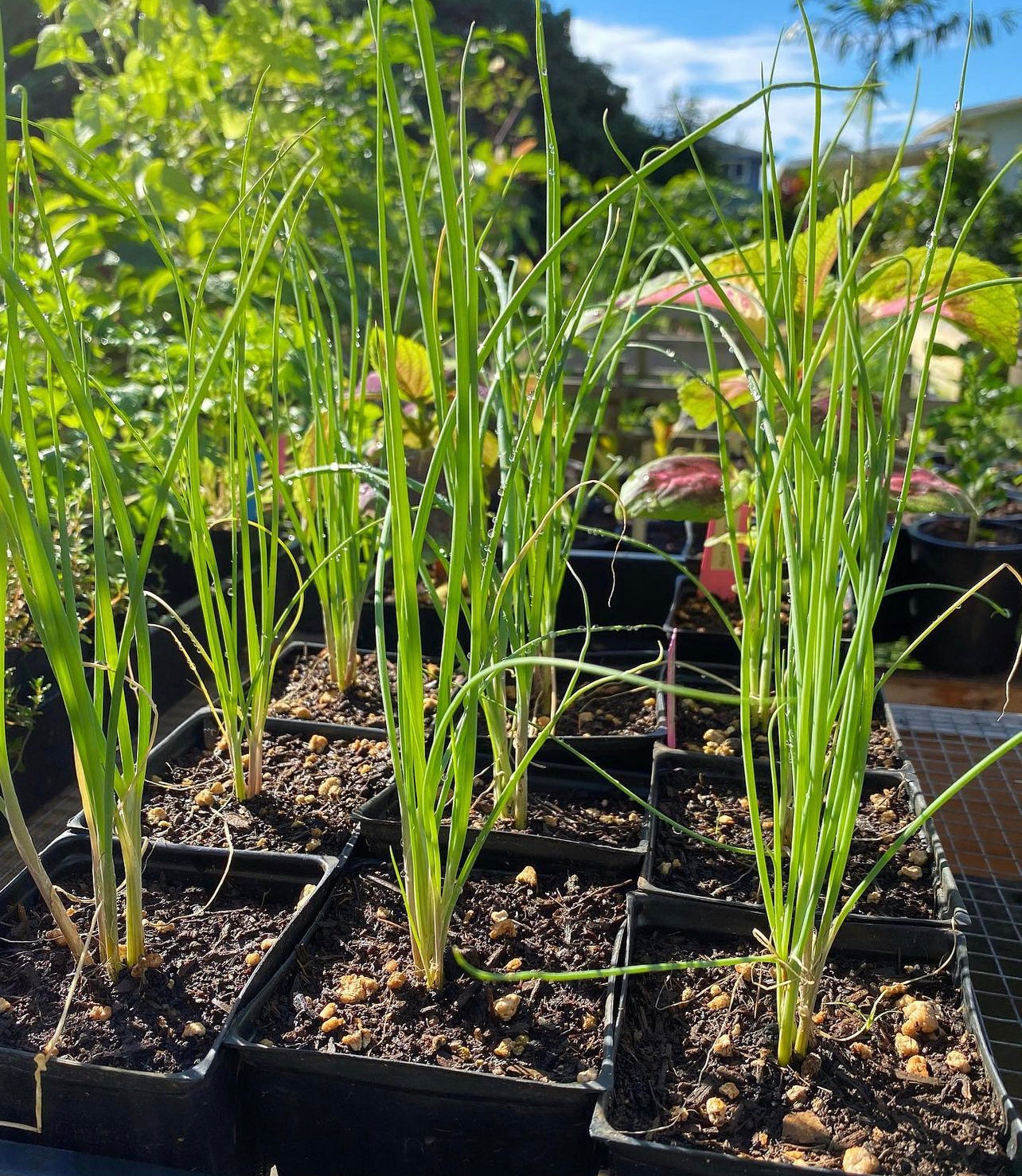 Staro Chive Seeds