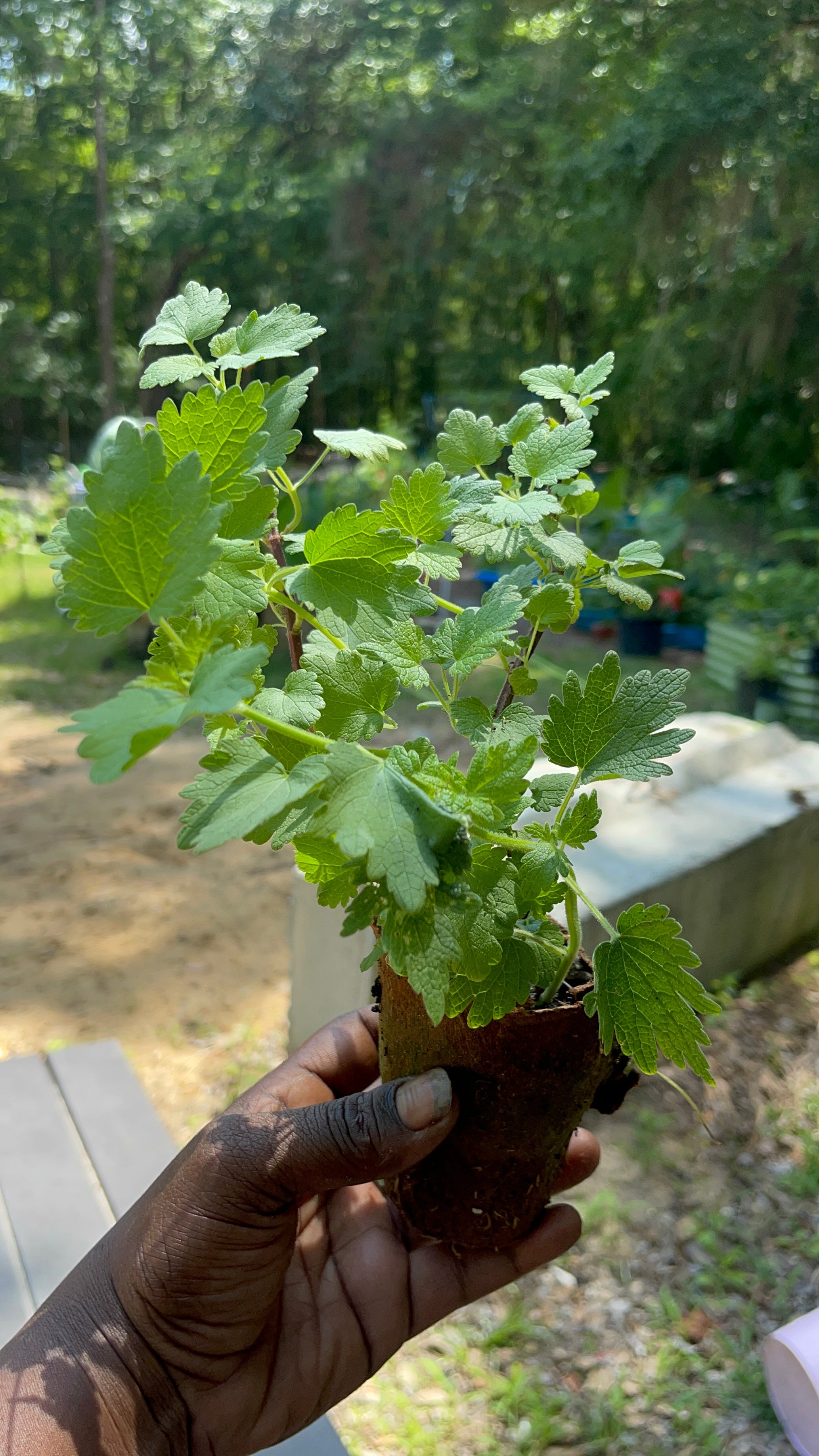 PREORDER Motherwort Live Plant