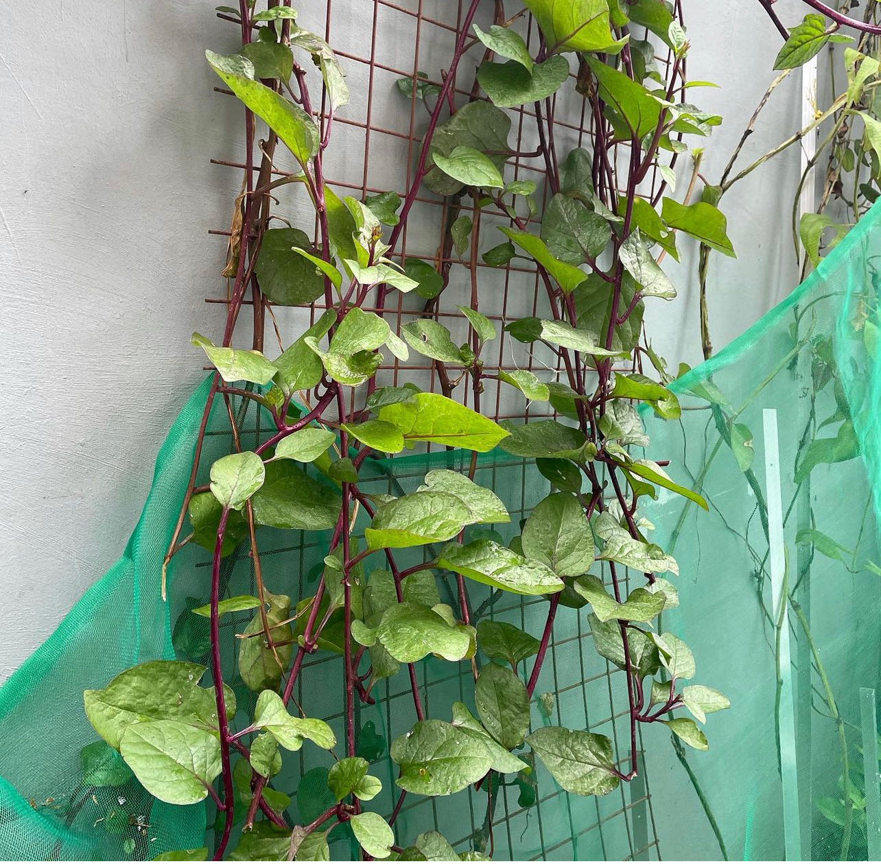 Red Malabar Spinach Seeds