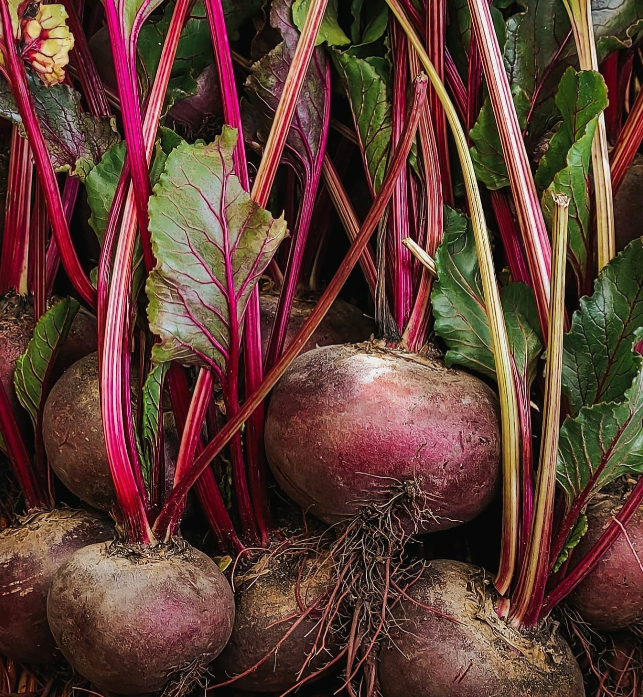 Early Wonder Tall Top Beet Seeds