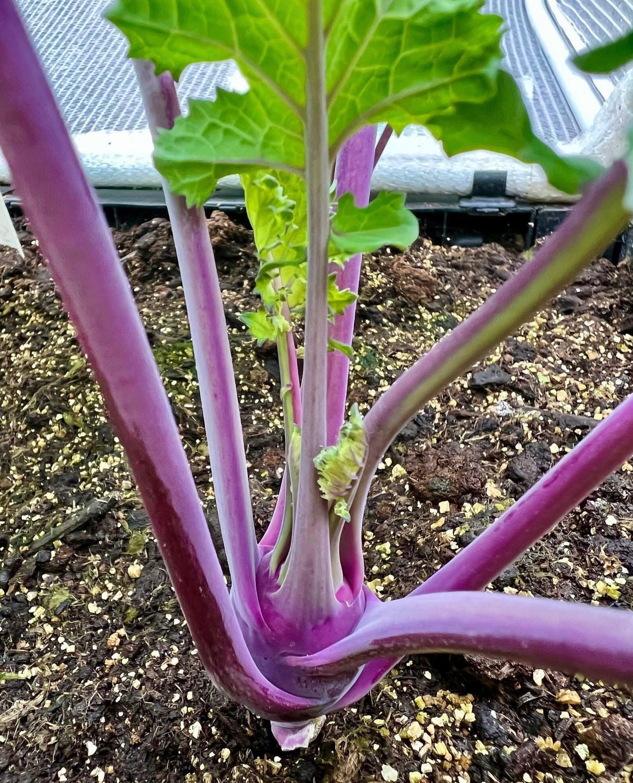 Purple Vienna Kolhrabi Seeds