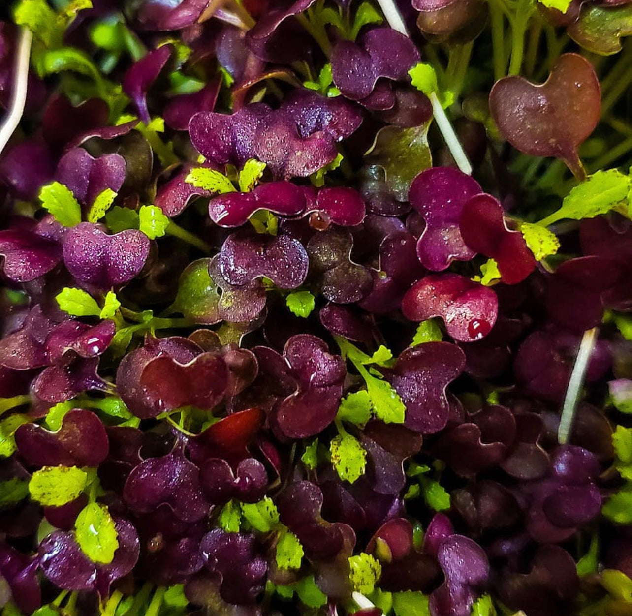 Red Garnet Mustard Seeds