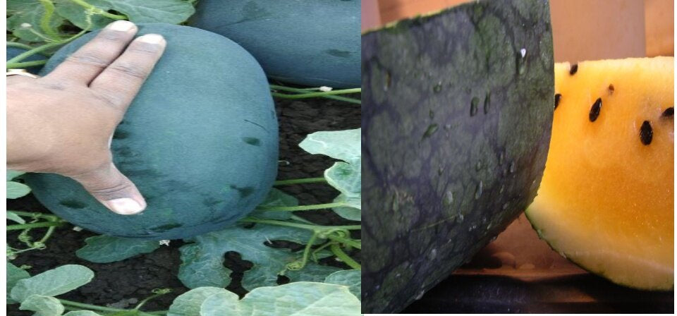 Black Diamond Yellow Belly Watermelon Seeds