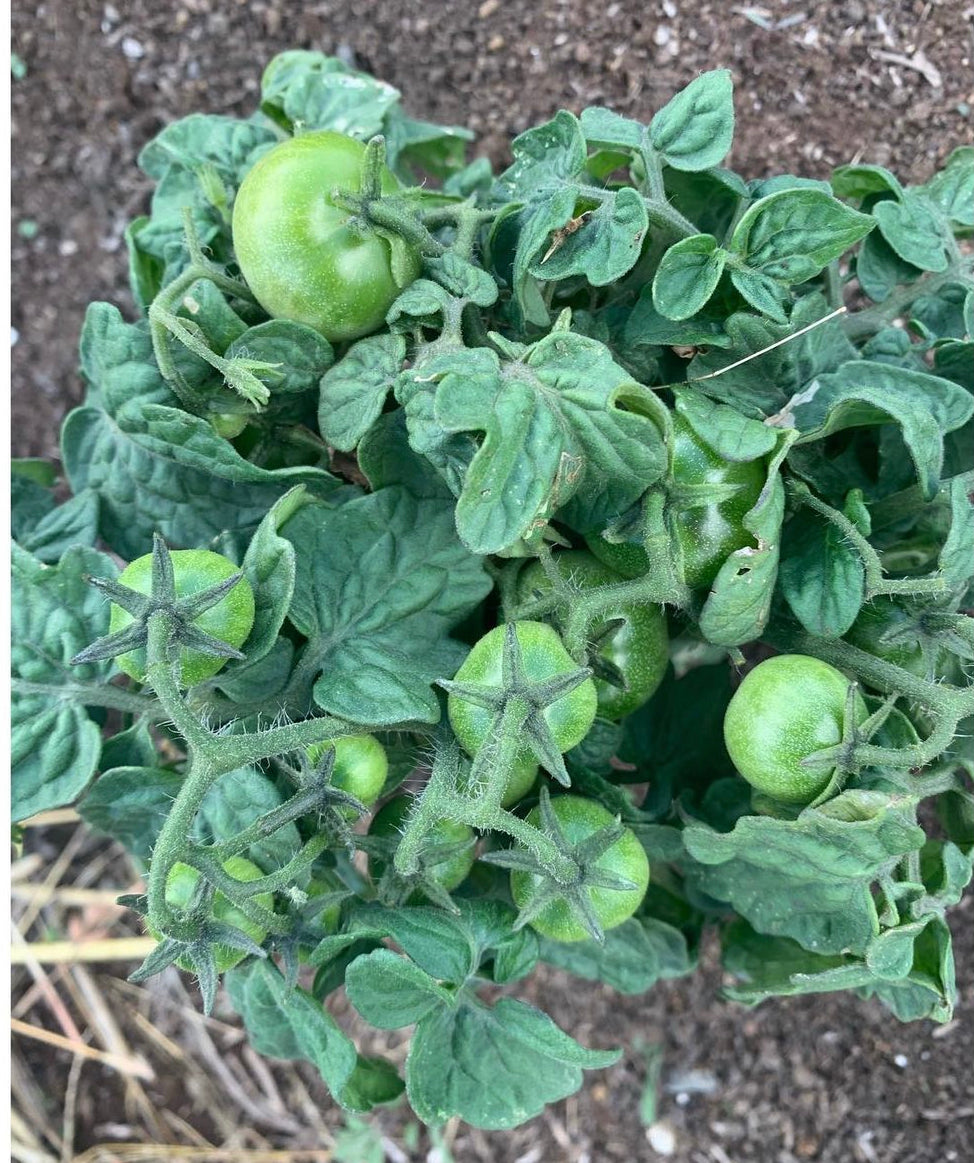 Red Robin Tomato Seeds