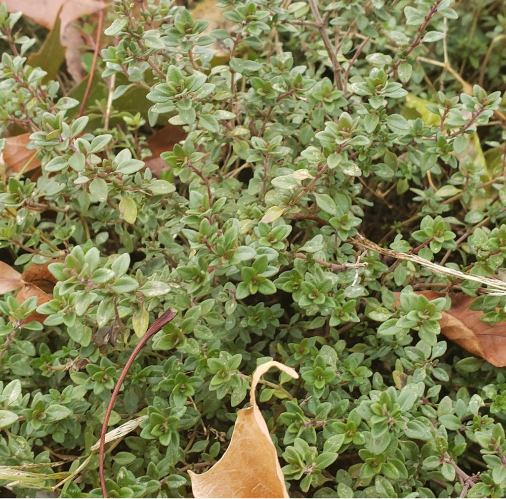 Winter Thyme Seeds