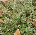 Winter Thyme Seeds