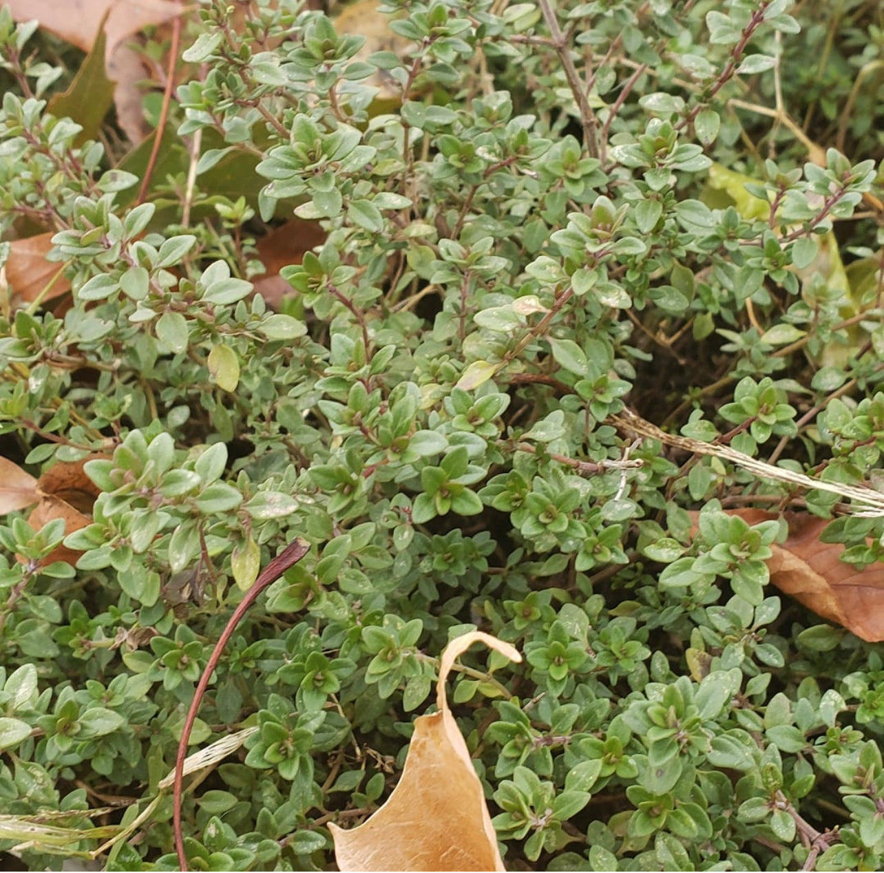 Winter Thyme Seeds