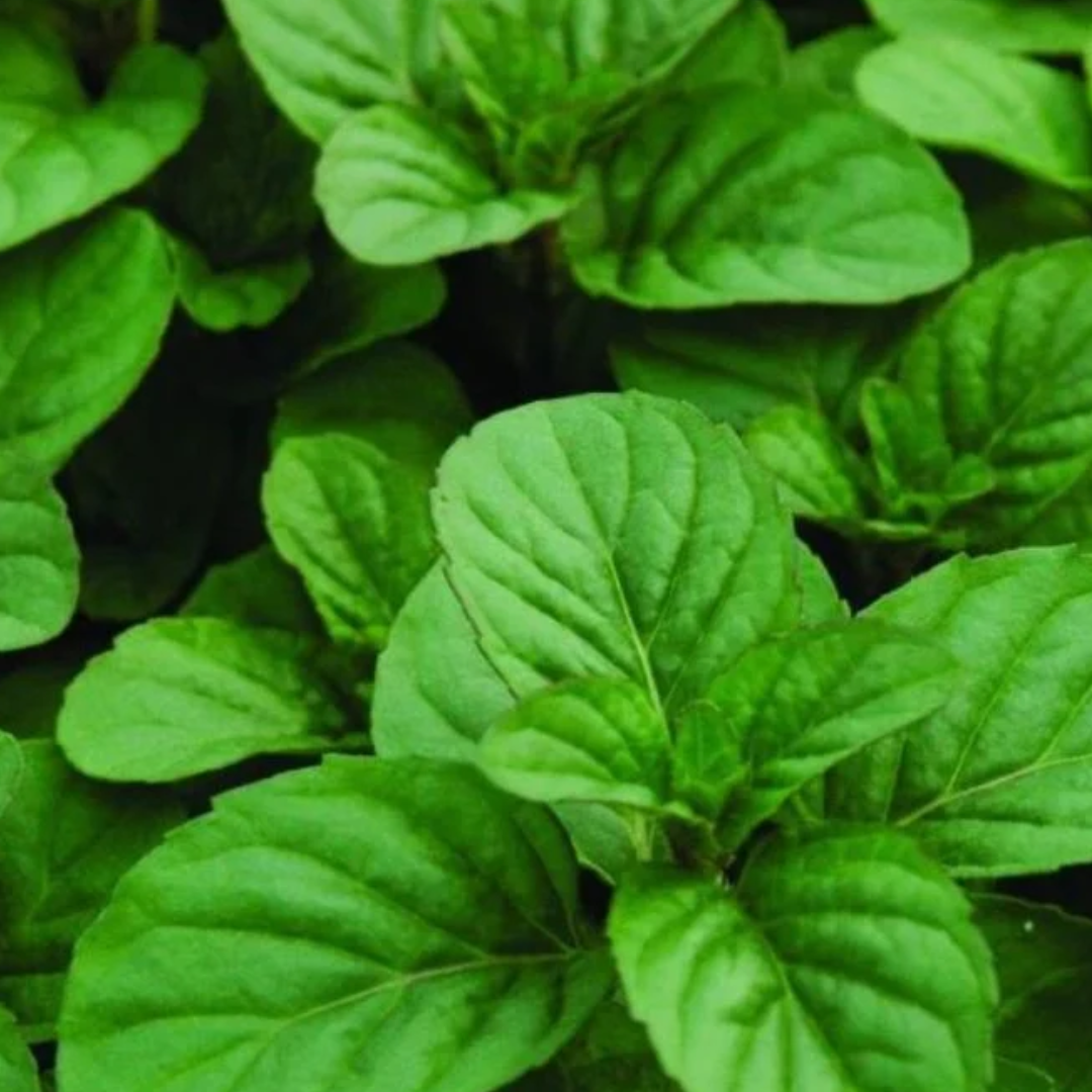 PREORDER Orange Mint Plant