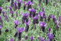 PREORDER Spanish Lavender Plant