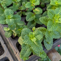 PREORDER Spearmint Plant